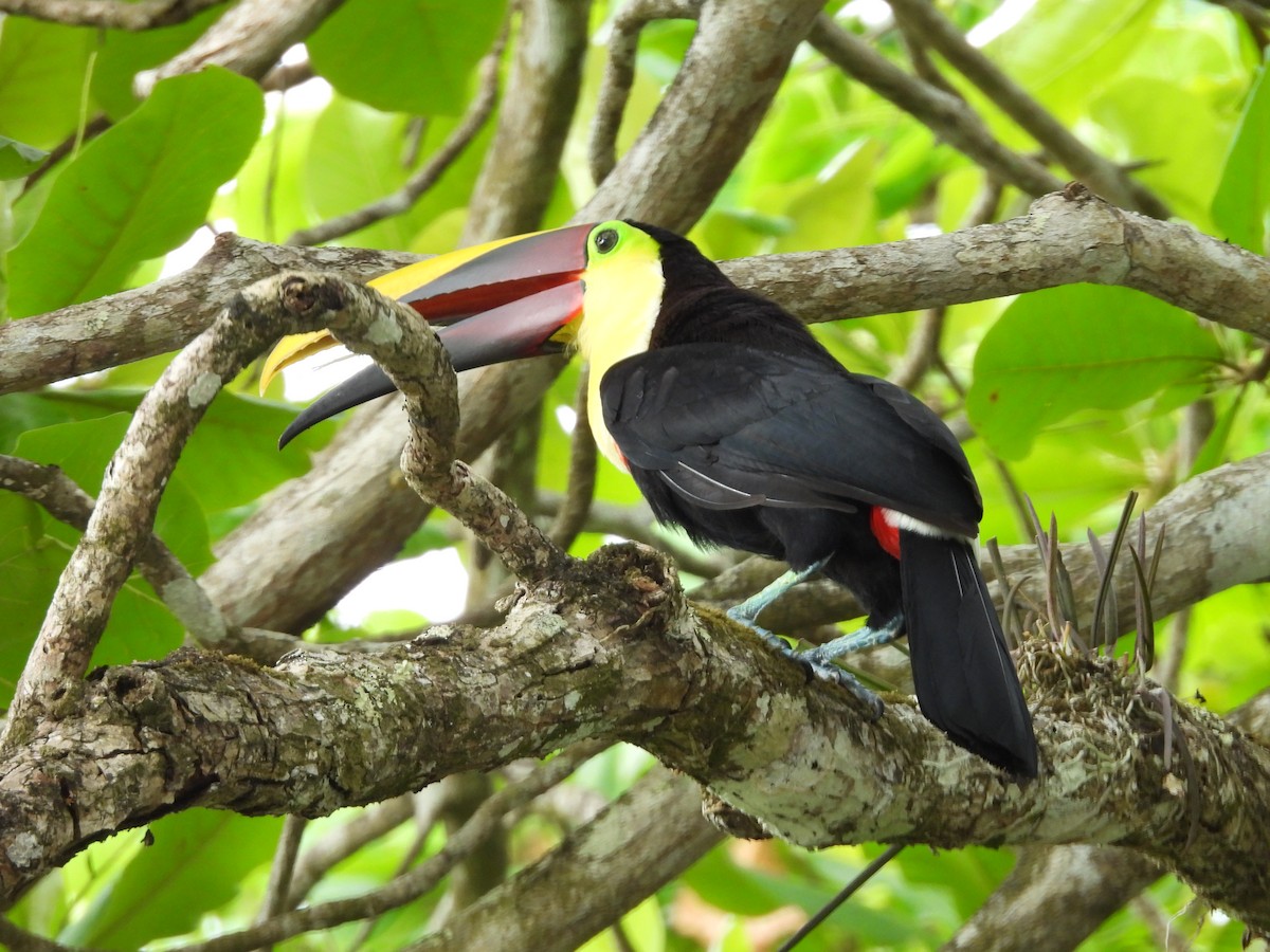 Yellow-throated Toucan - ML632222259