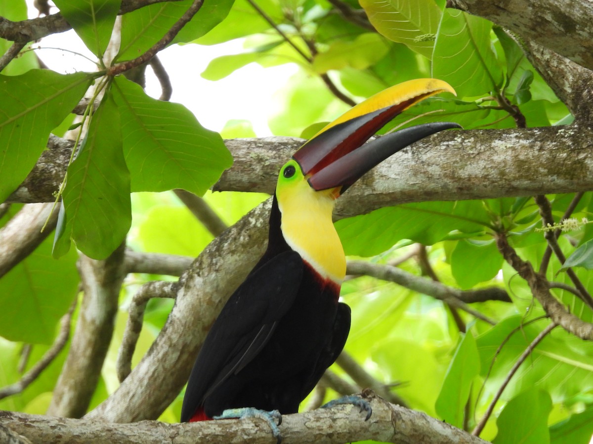 Yellow-throated Toucan - ML632222260