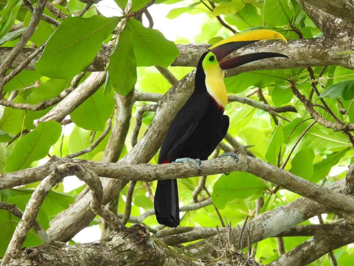 Yellow-throated Toucan - ML632222261