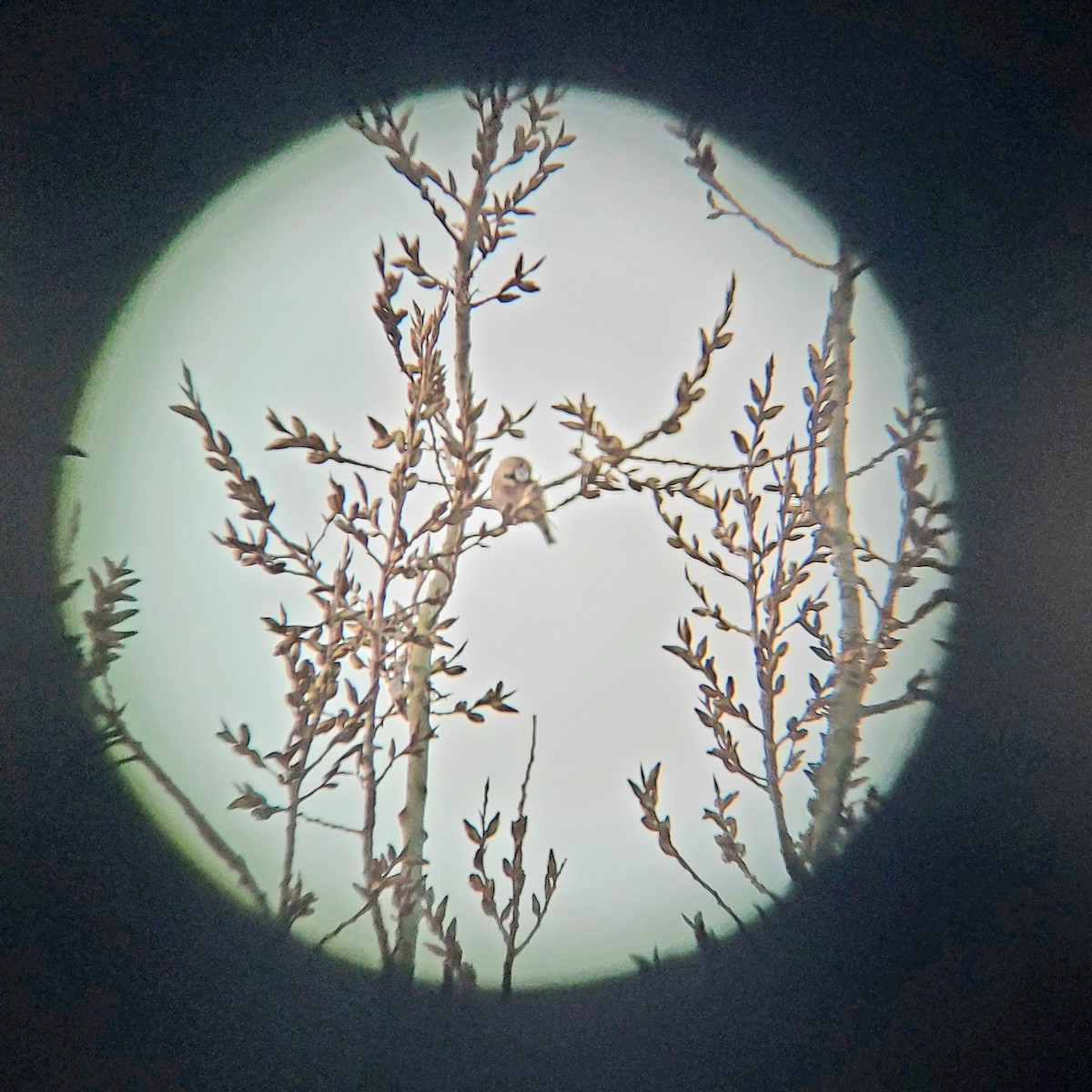 Hawfinch - ML632222386