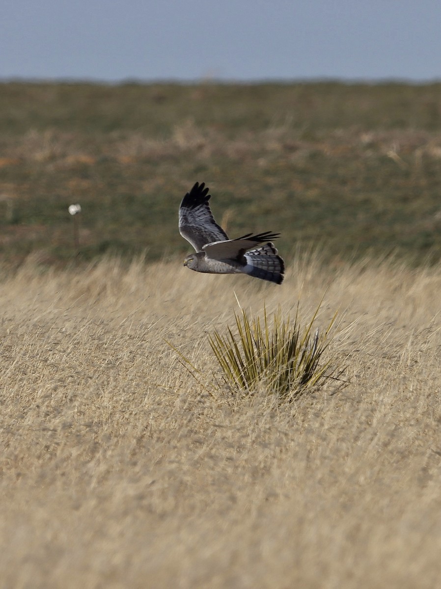 Aguilucho de Hudson - ML632222580