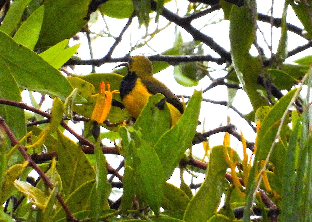 Sahul Sunbird - ML632222631