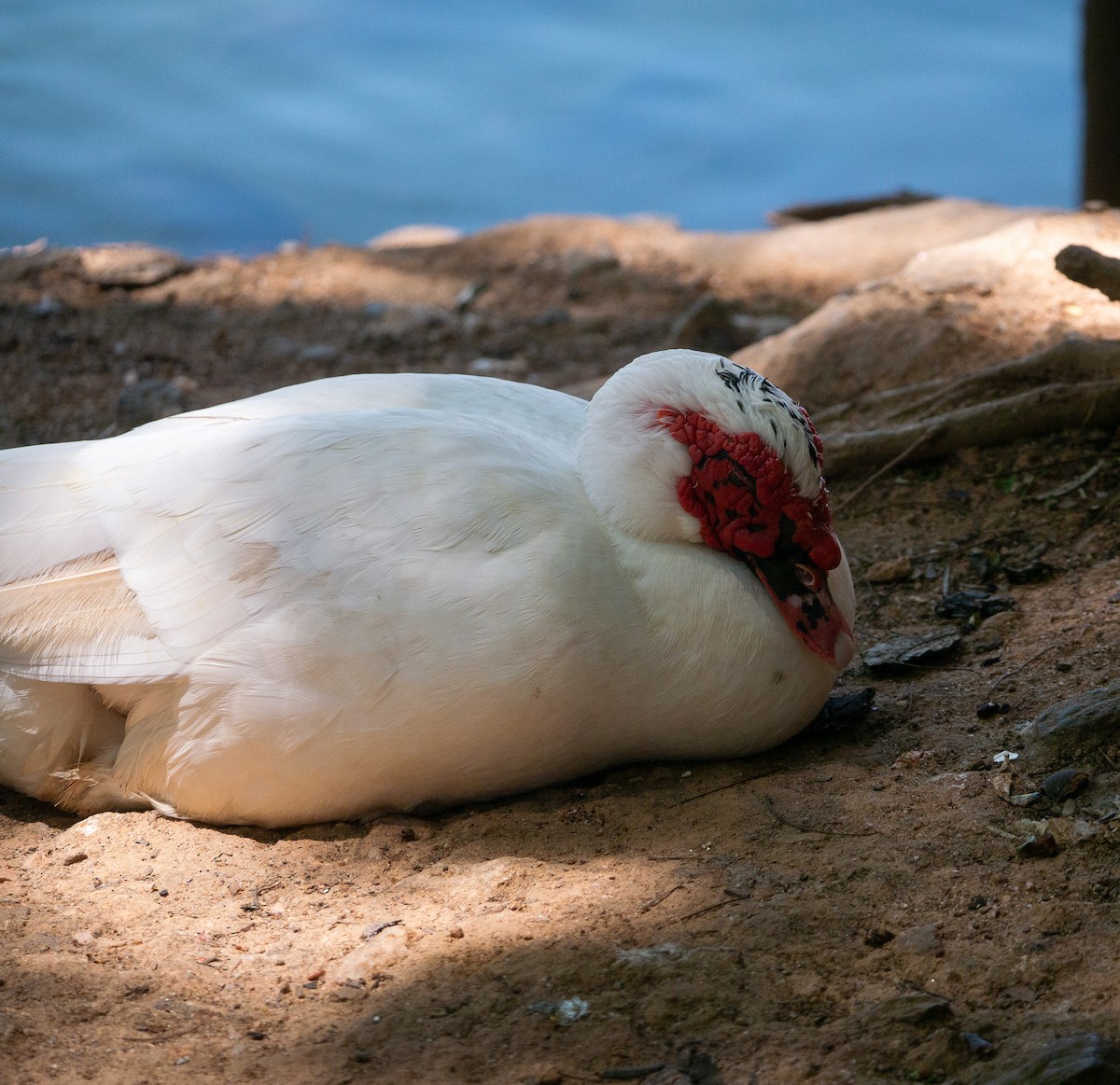 Muscovy Duck (Domestic type) - ML632222662