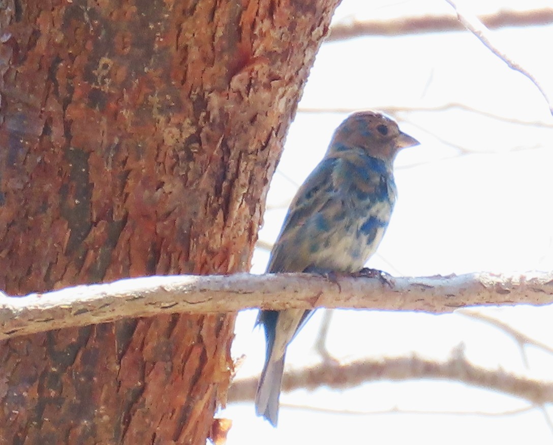 Indigo Bunting - ML632222691