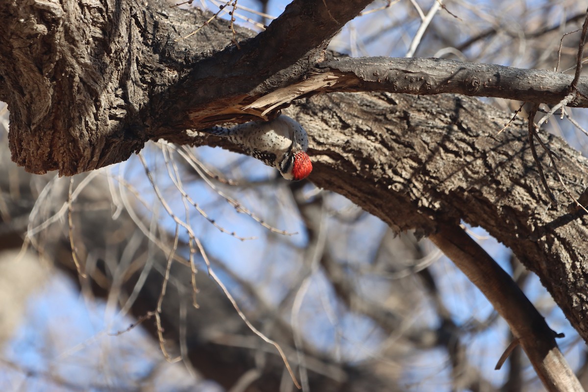 Pico Mexicano - ML632222696