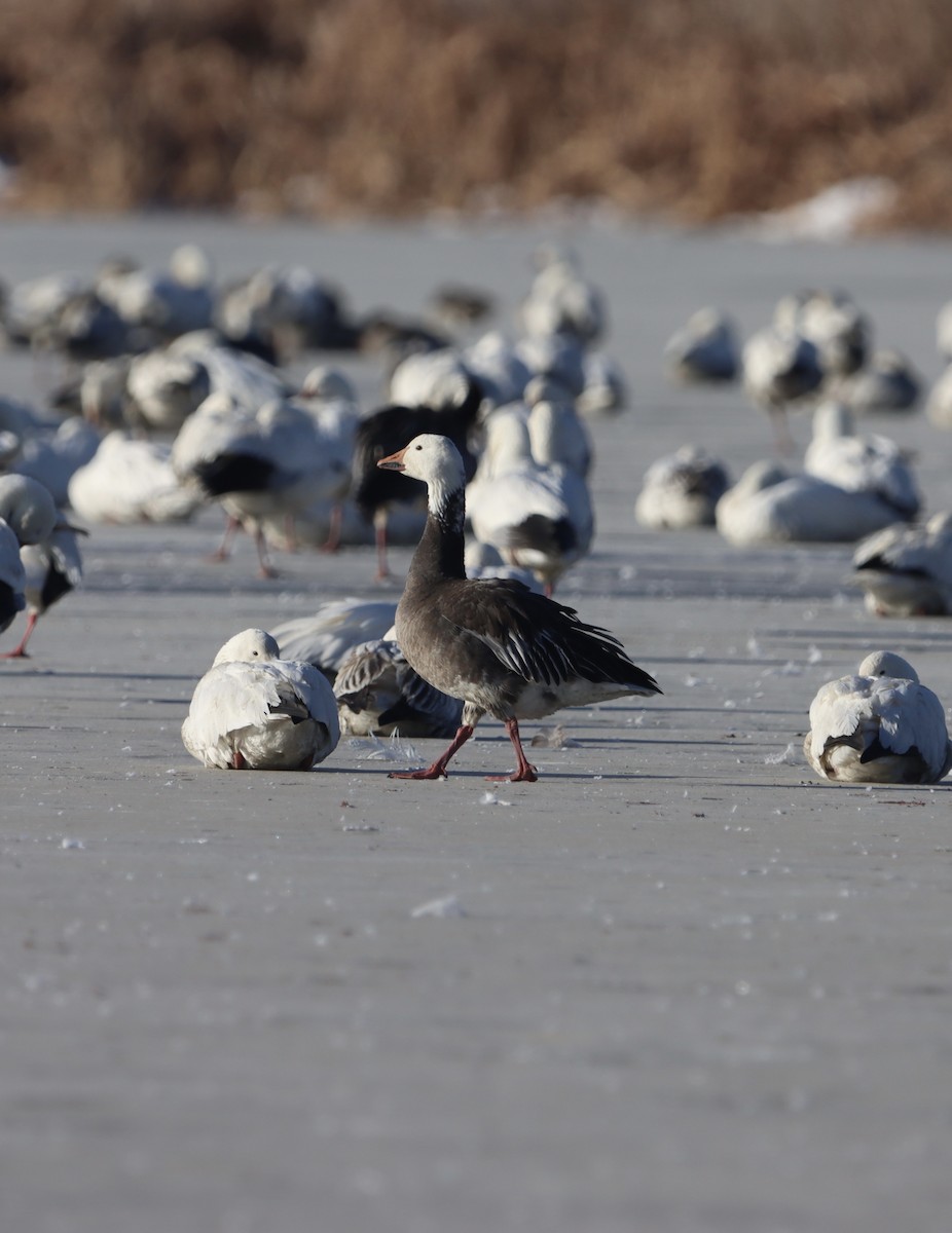 Ánsar Nival - ML632222862