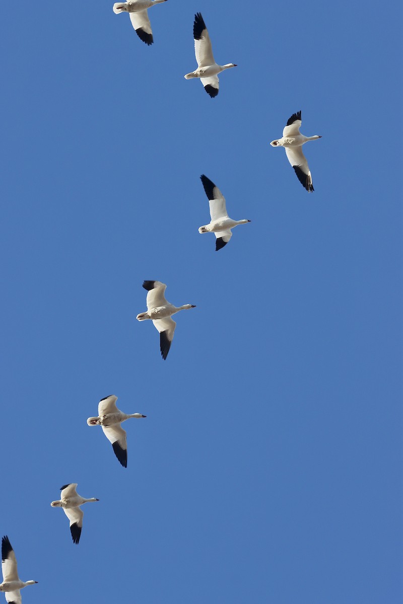 Ánsar Nival - ML632222863