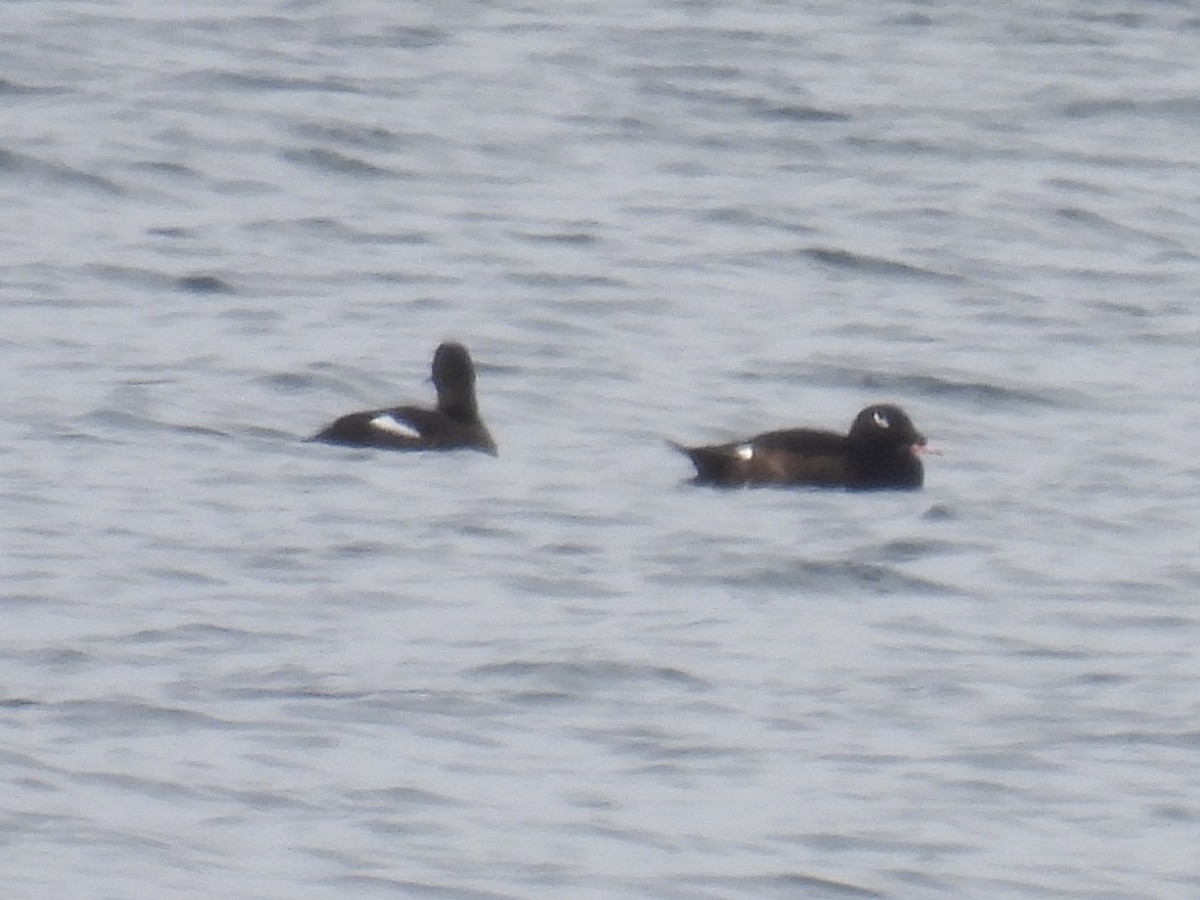 amerikasjøorre - ML632222875