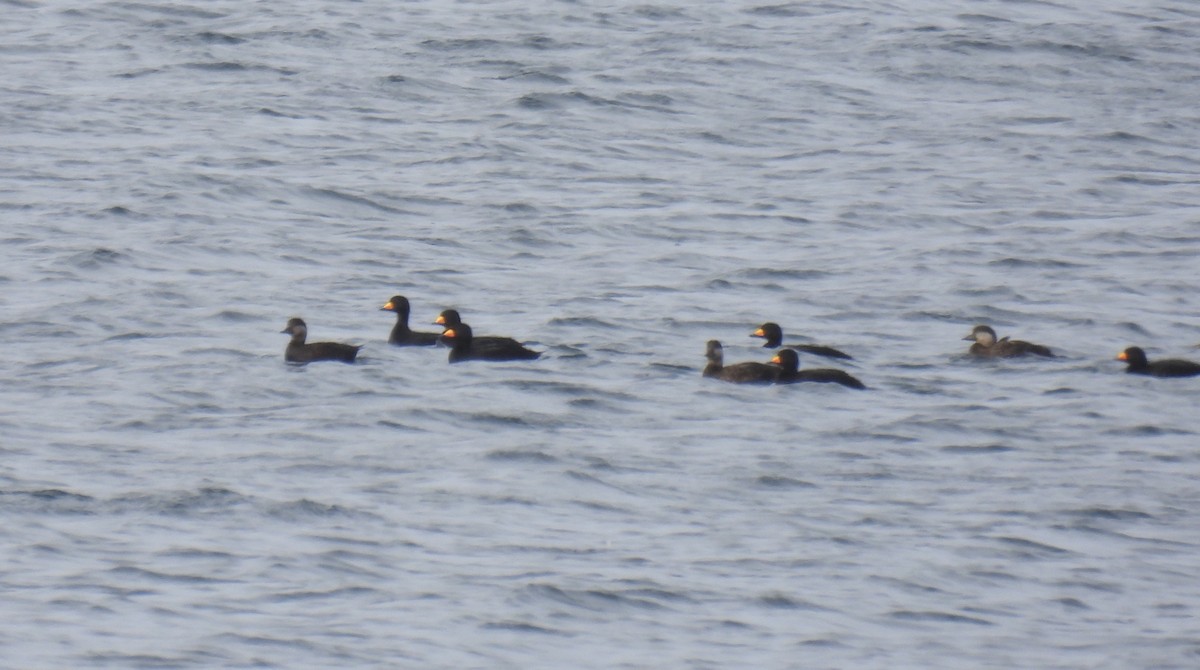 amerikasvartand - ML632222886