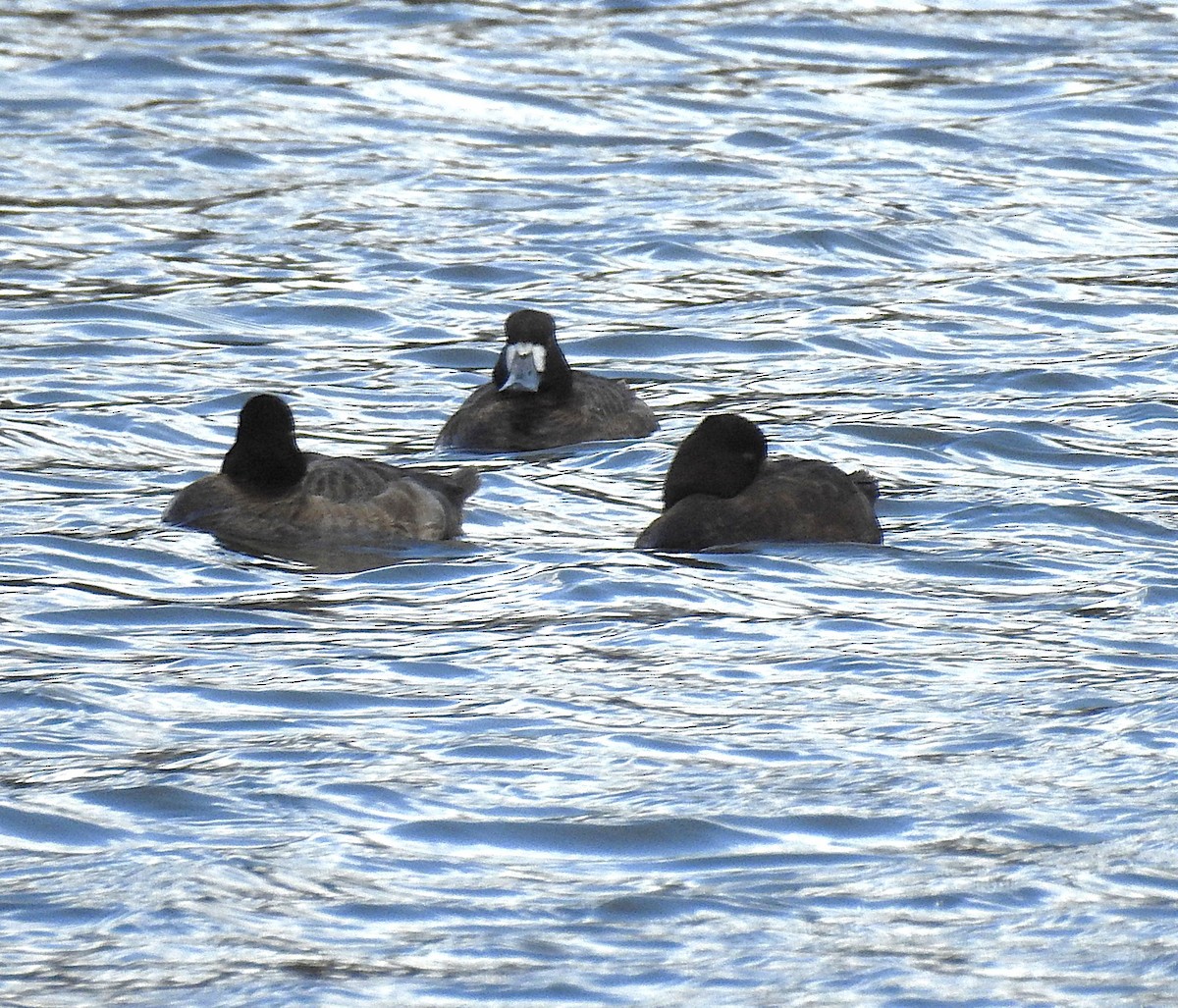 Greater/Lesser Scaup - ML632223040