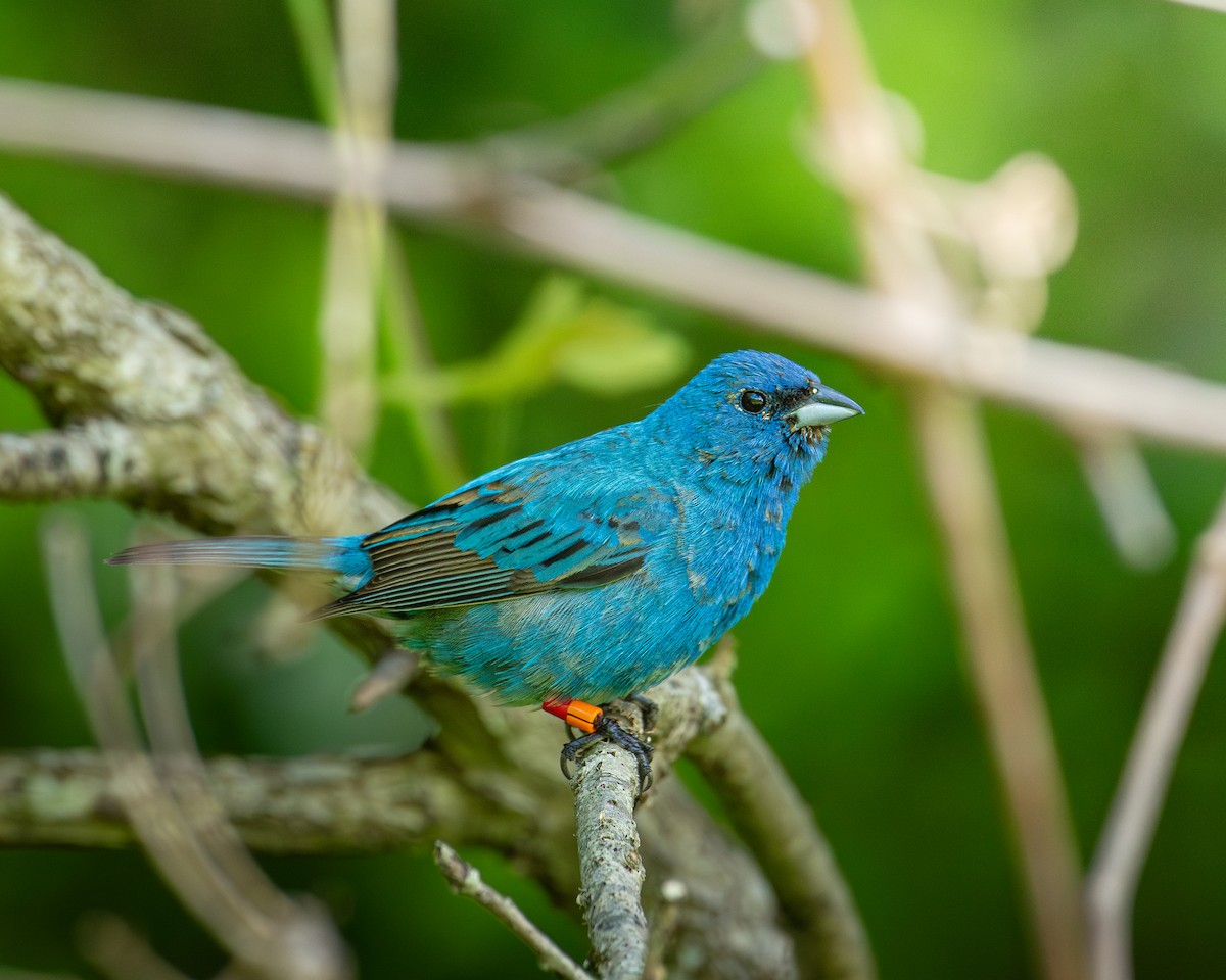 Indigo Bunting - ML632223074
