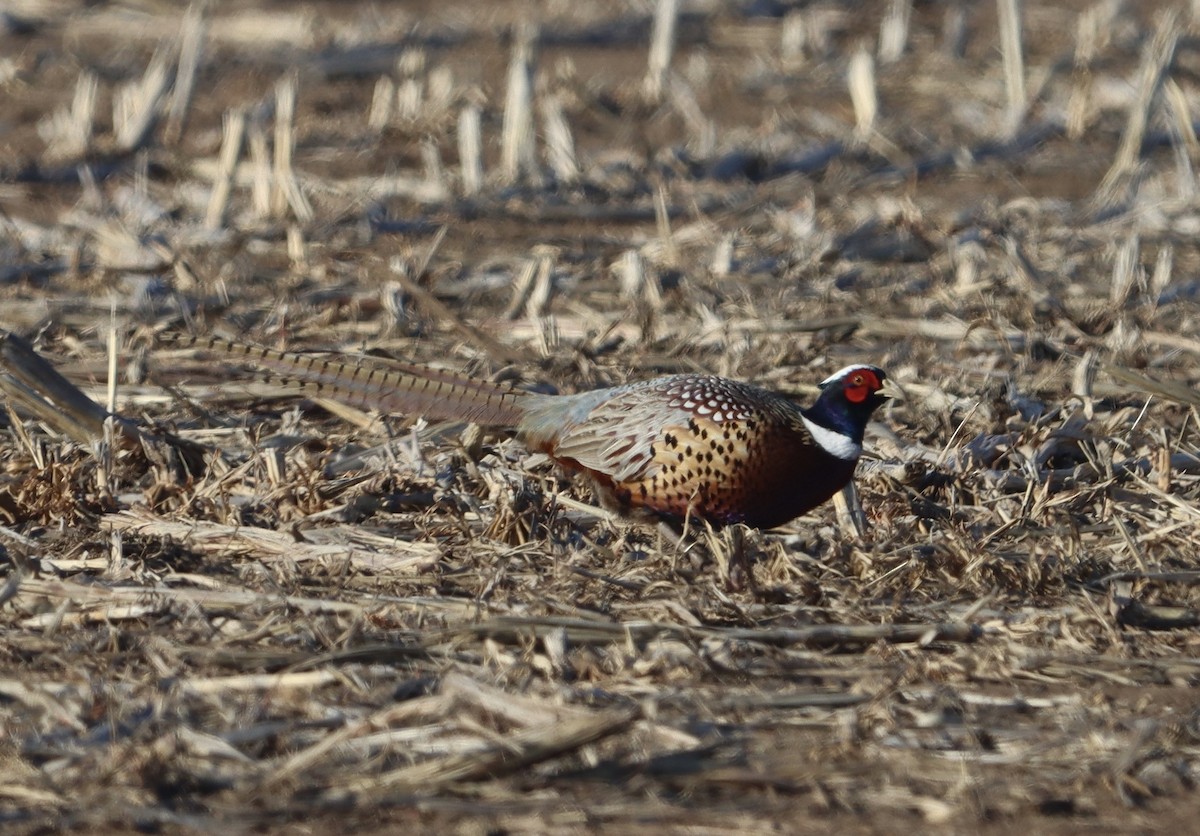 Faisán Vulgar - ML632223088