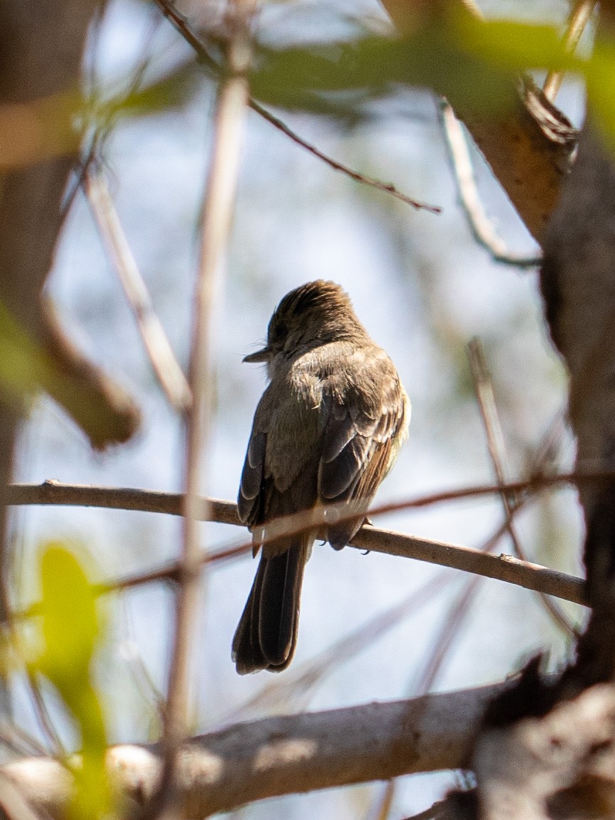 Dusky-capped Flycatcher - ML632223125