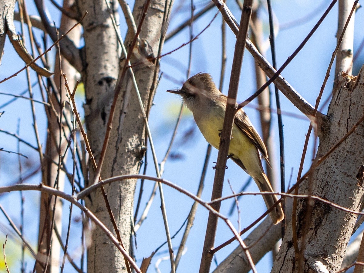 Dusky-capped Flycatcher - ML632223126