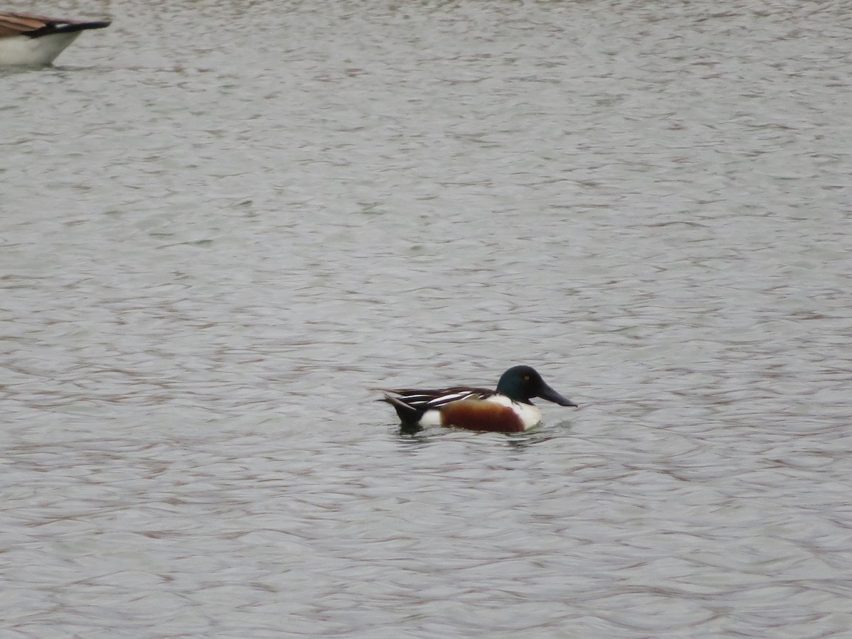 Халбага нугас - ML632223198