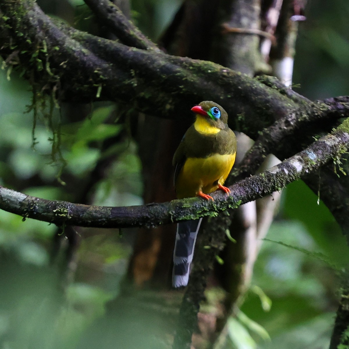 Sumatran Trogon - ML632223215