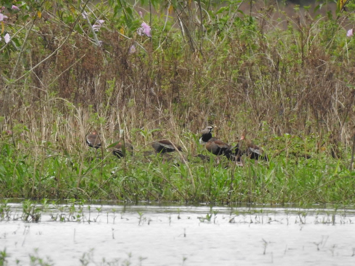Black-bellied Whistling-Duck - ML632223296