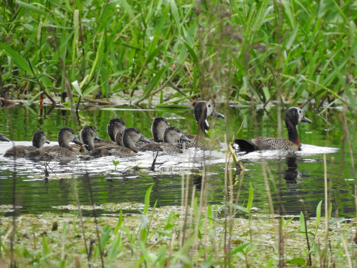 White-faced Whistling-Duck - ML632223308