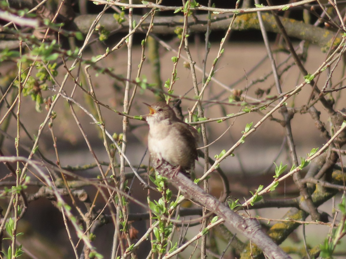 Northern House Wren - ML632223323