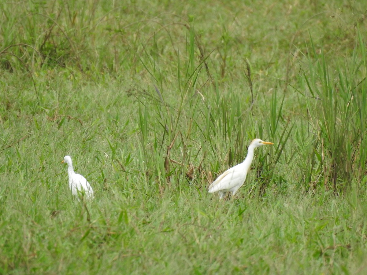 Western Cattle-Egret - ML632223346