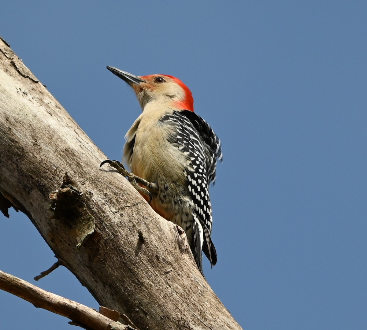 Red-bellied Woodpecker - ML632223348