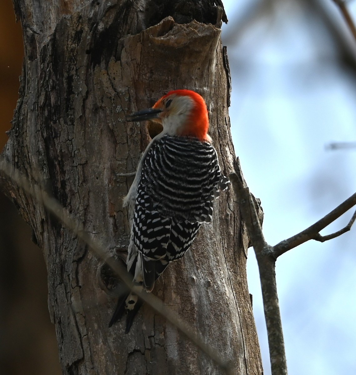 Red-bellied Woodpecker - ML632223355