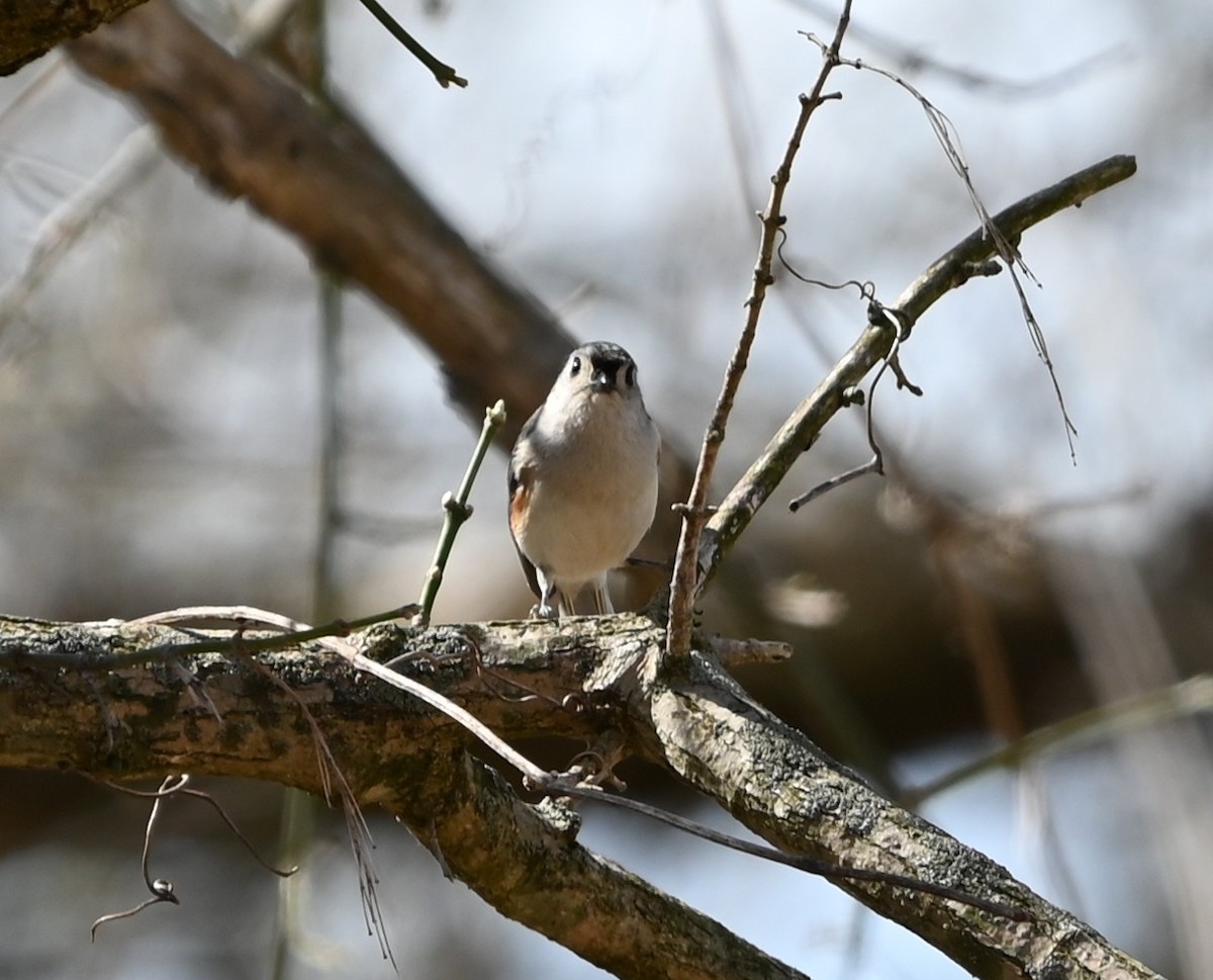 Tufted Titmouse - ML632223376