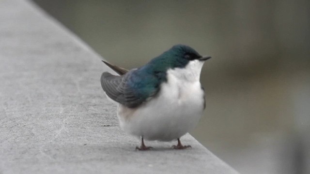 Tree Swallow - ML632223391