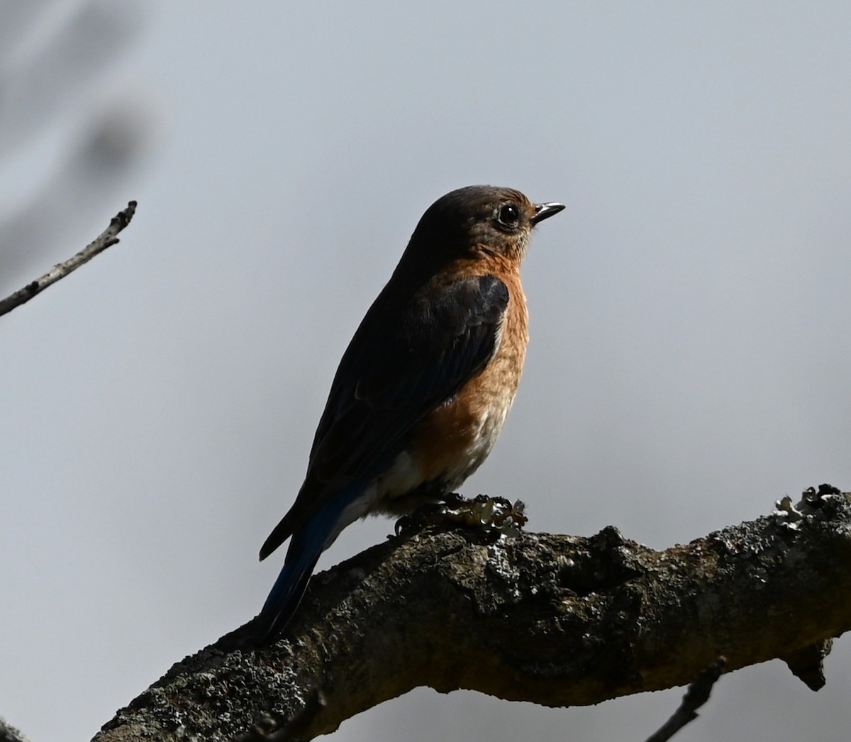 Eastern Bluebird - ML632223395