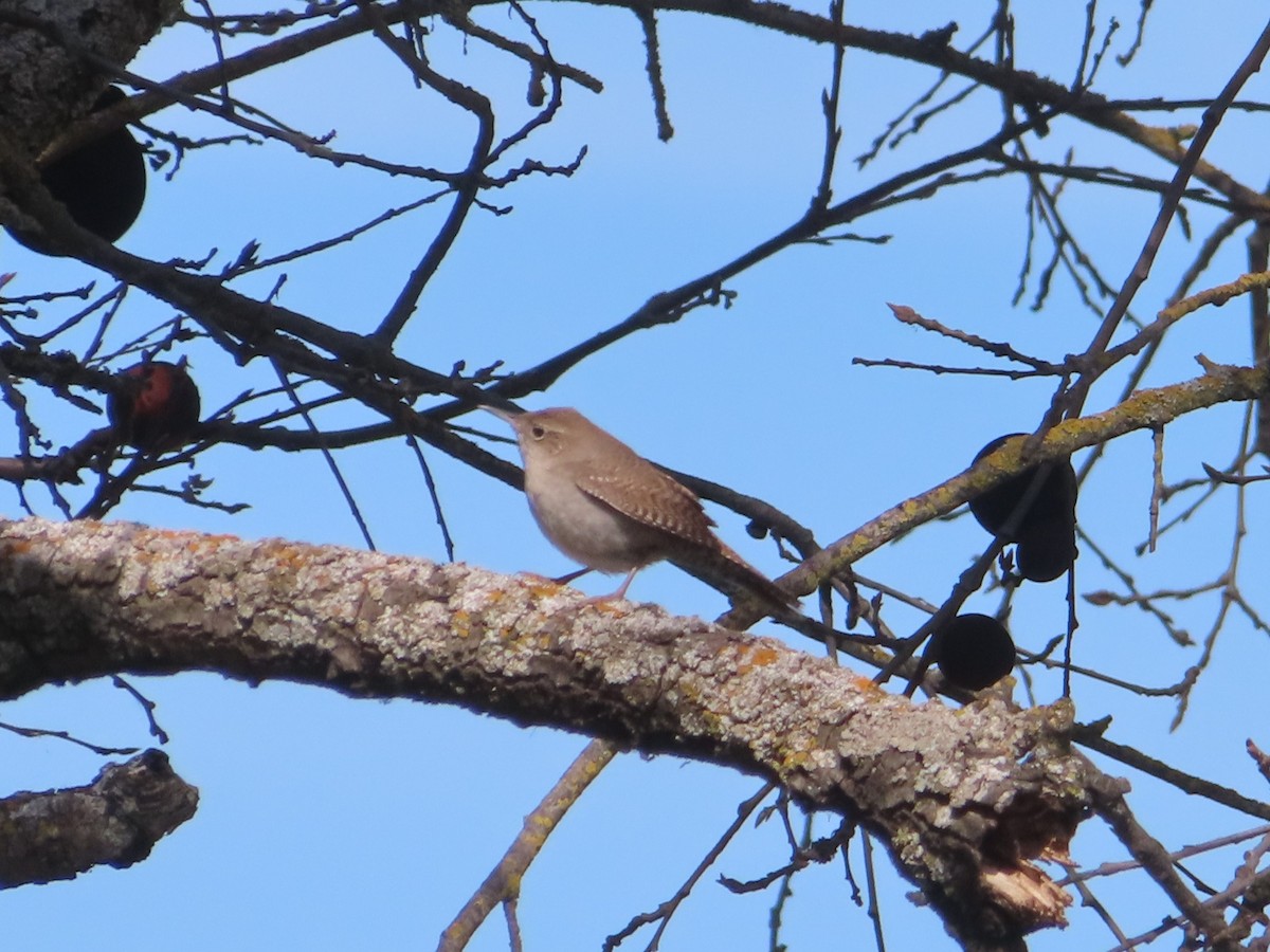 Northern House Wren - ML632223455