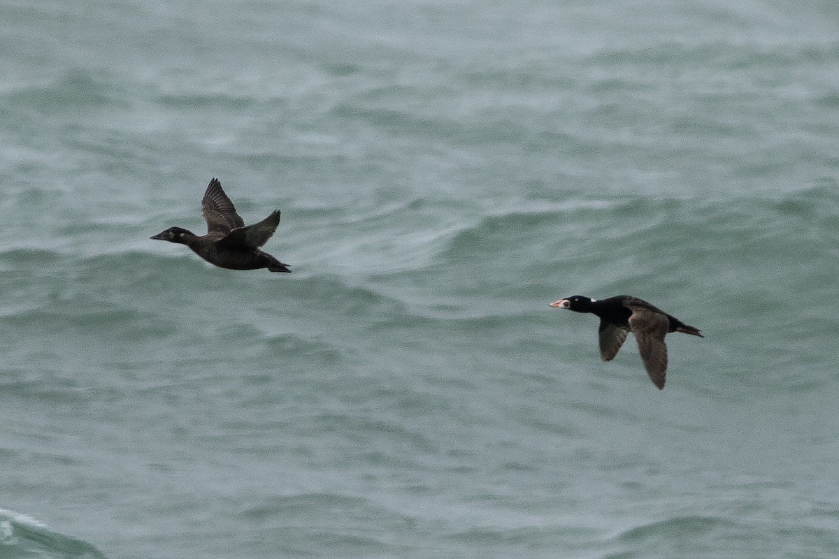 Surf Scoter - ML632223522