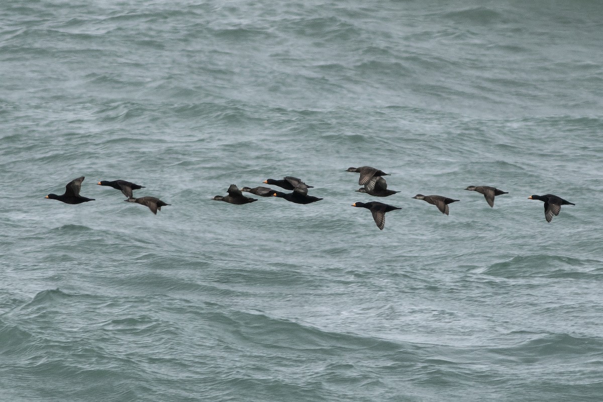 Black Scoter - ML632223526