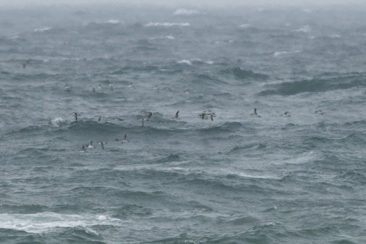 Razorbill - ML632223533