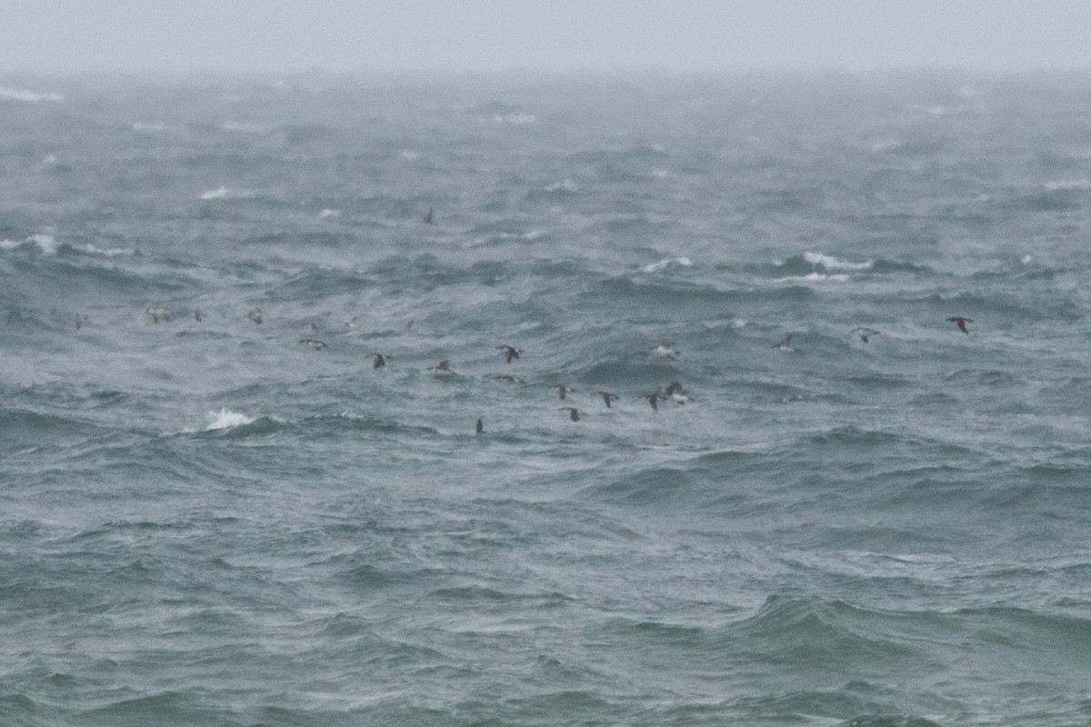 Razorbill - ML632223534
