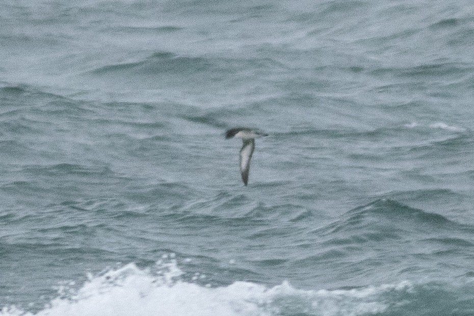 Manx Shearwater - ML632223552