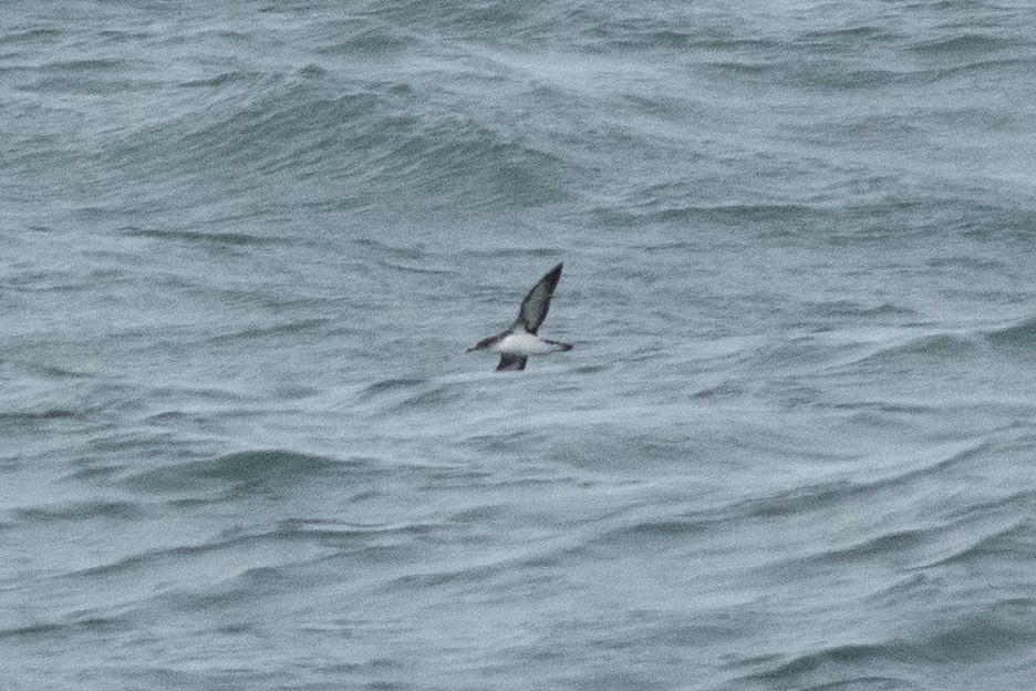 Manx Shearwater - ML632223553