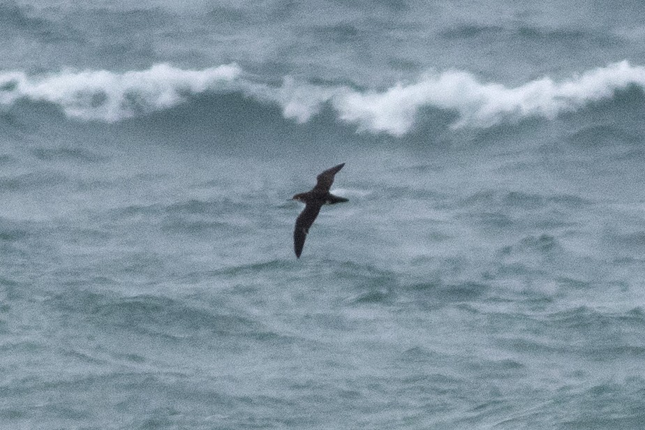 Manx Shearwater - ML632223554