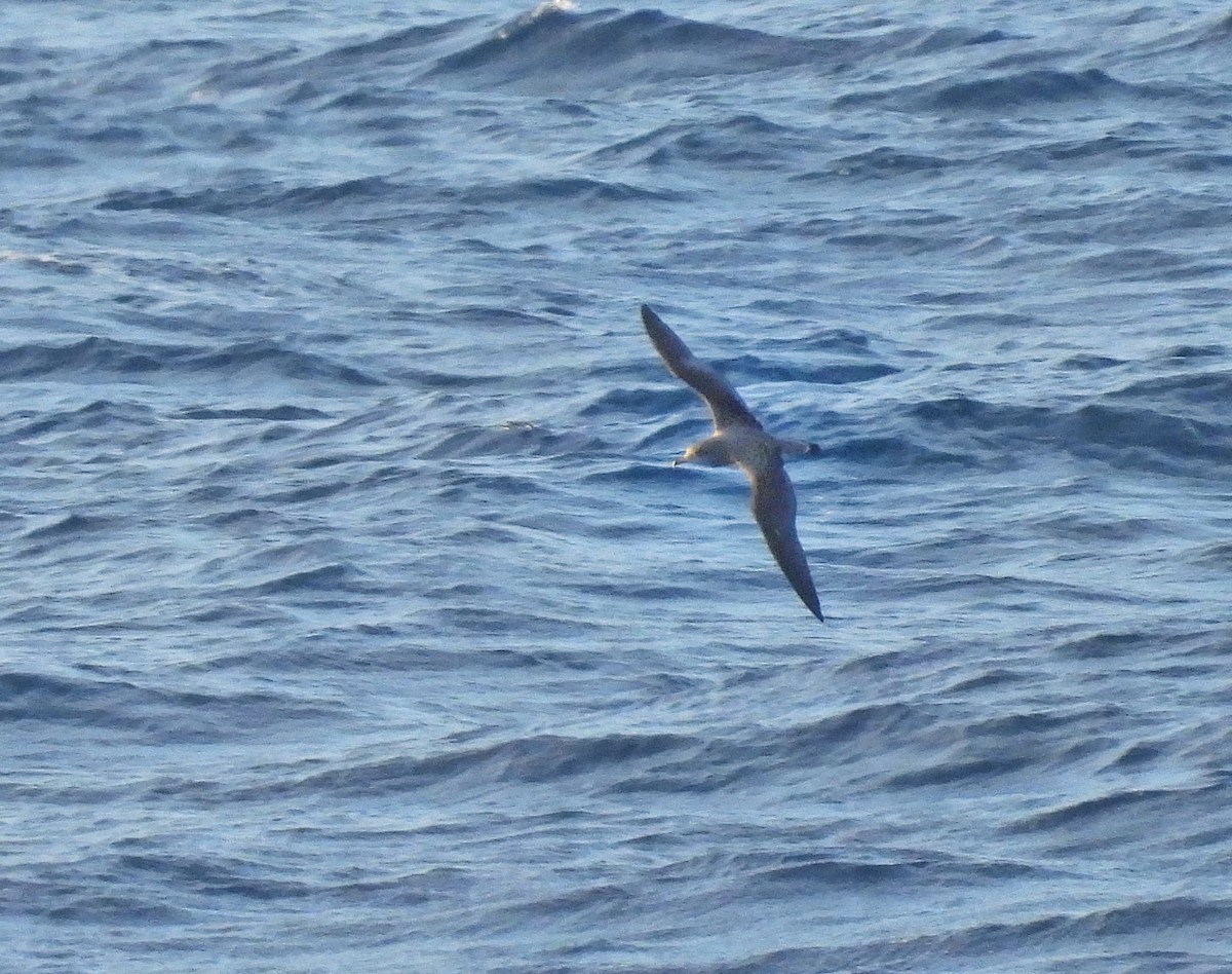 Cory's Shearwater - ML632223558