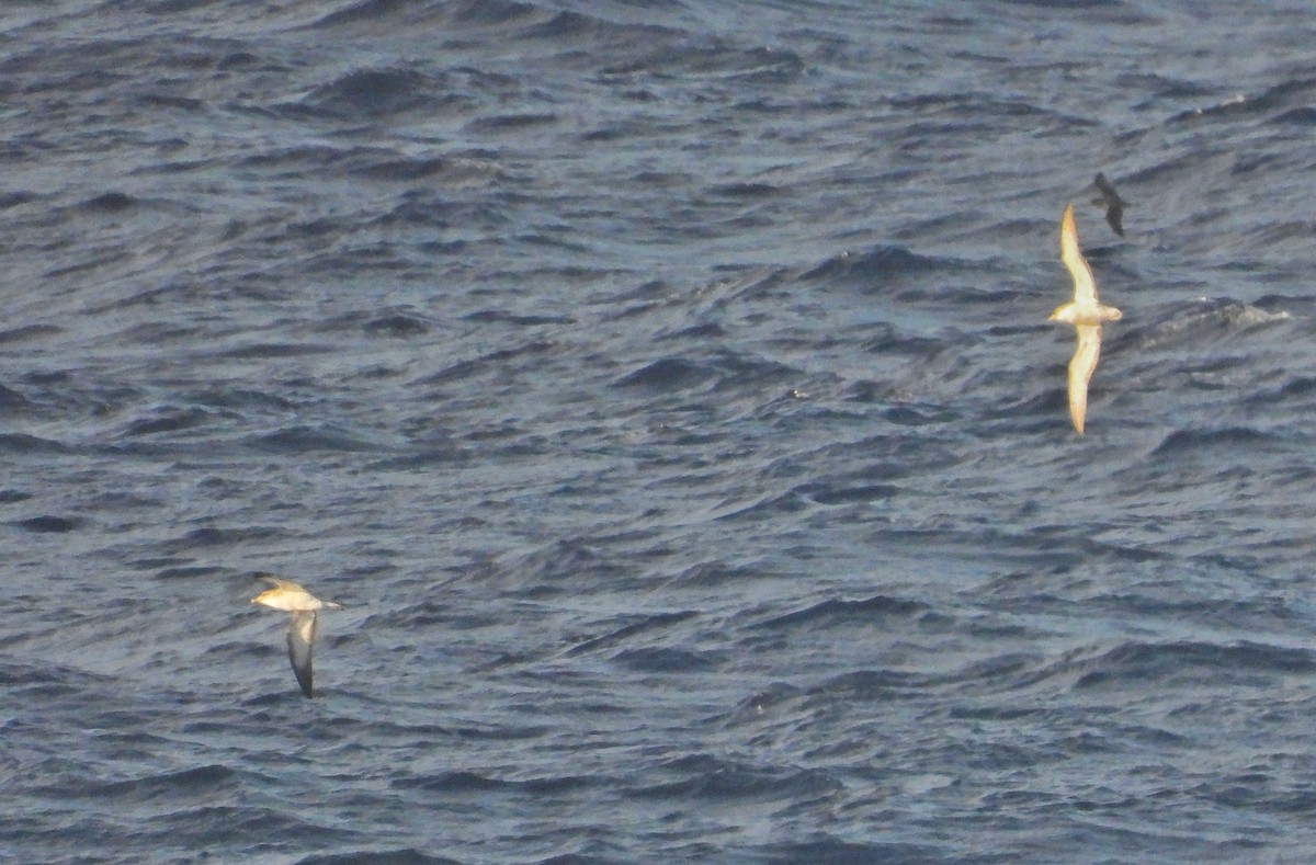 Cory's Shearwater - ML632223559
