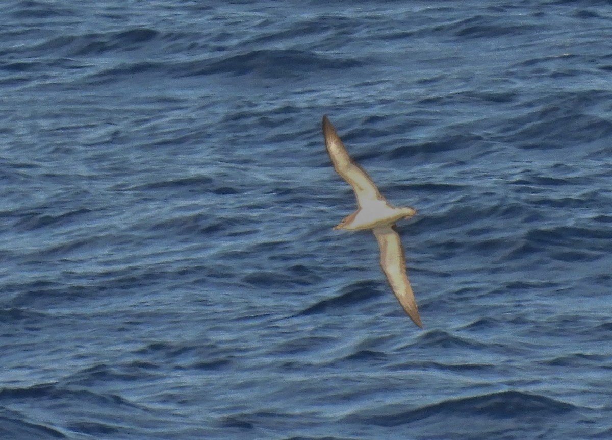 Cory's Shearwater - ML632223560