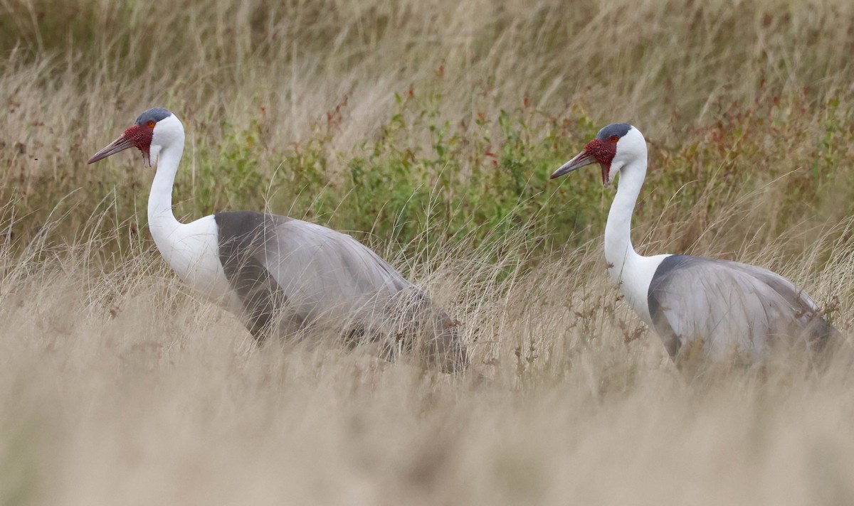 Wattled Crane - ML632223568