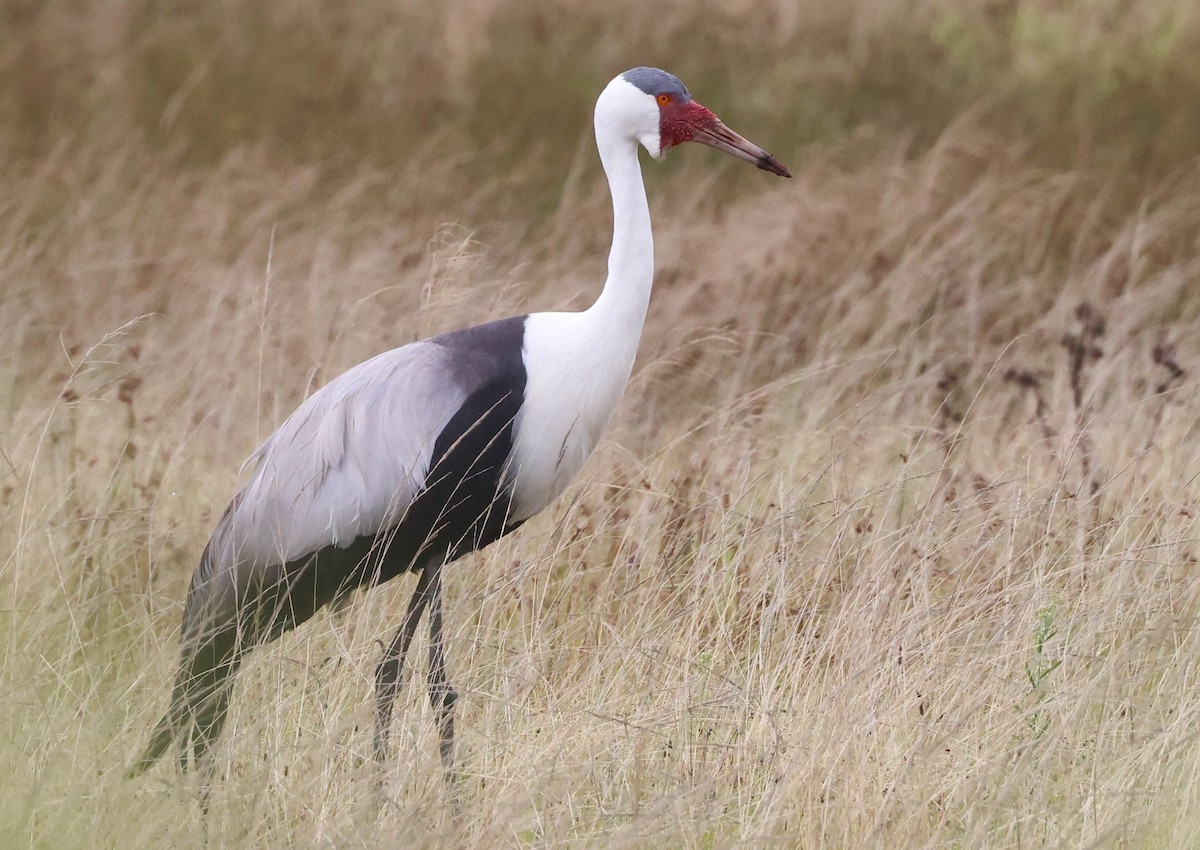 Wattled Crane - ML632223569