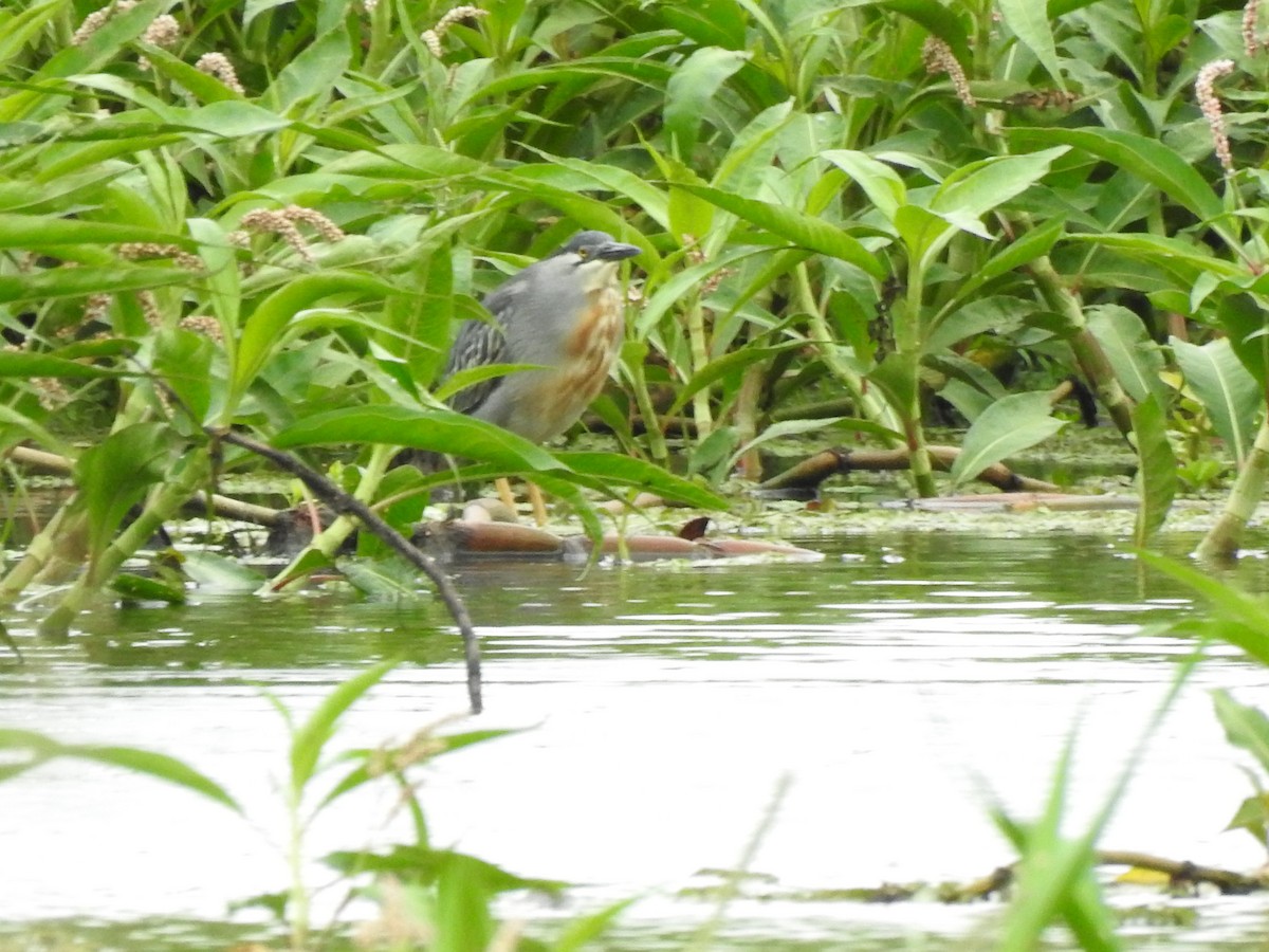 Striated Heron - ML632223576