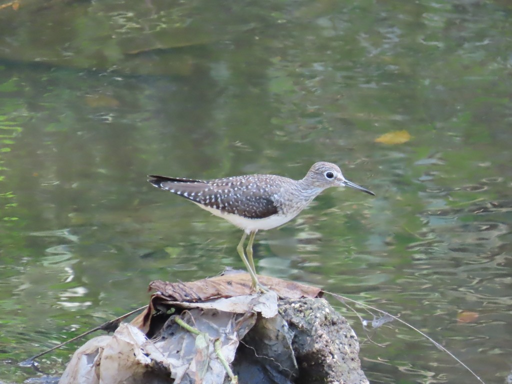 Einsiedelwasserläufer - ML632223589