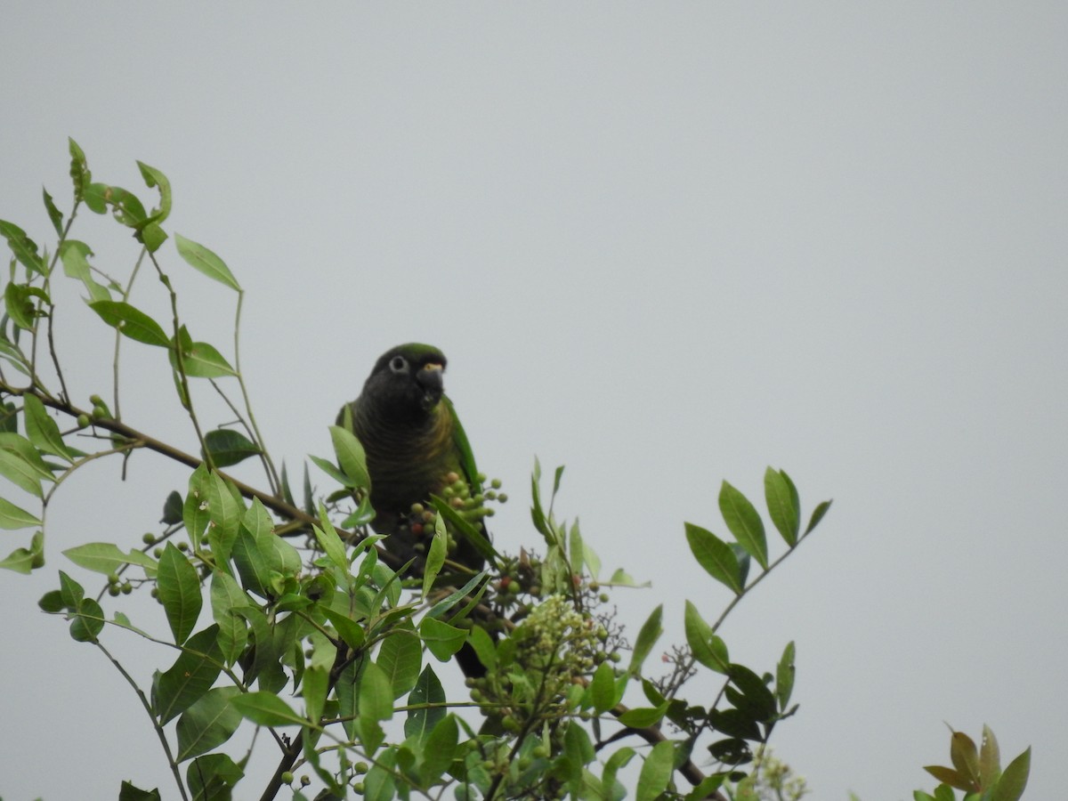 Maroon-bellied Parakeet - ML632223627