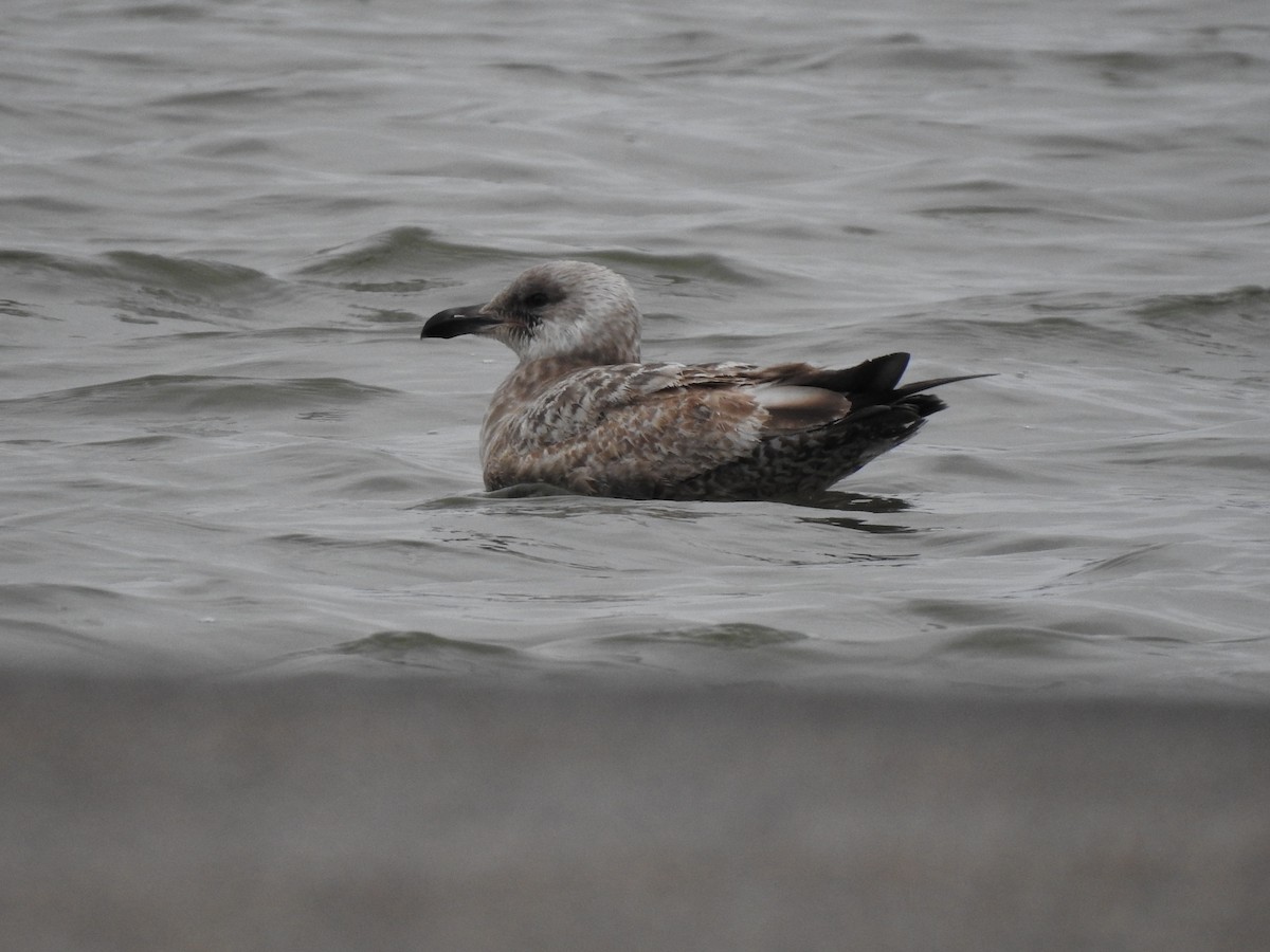 gull sp. - ML632223674
