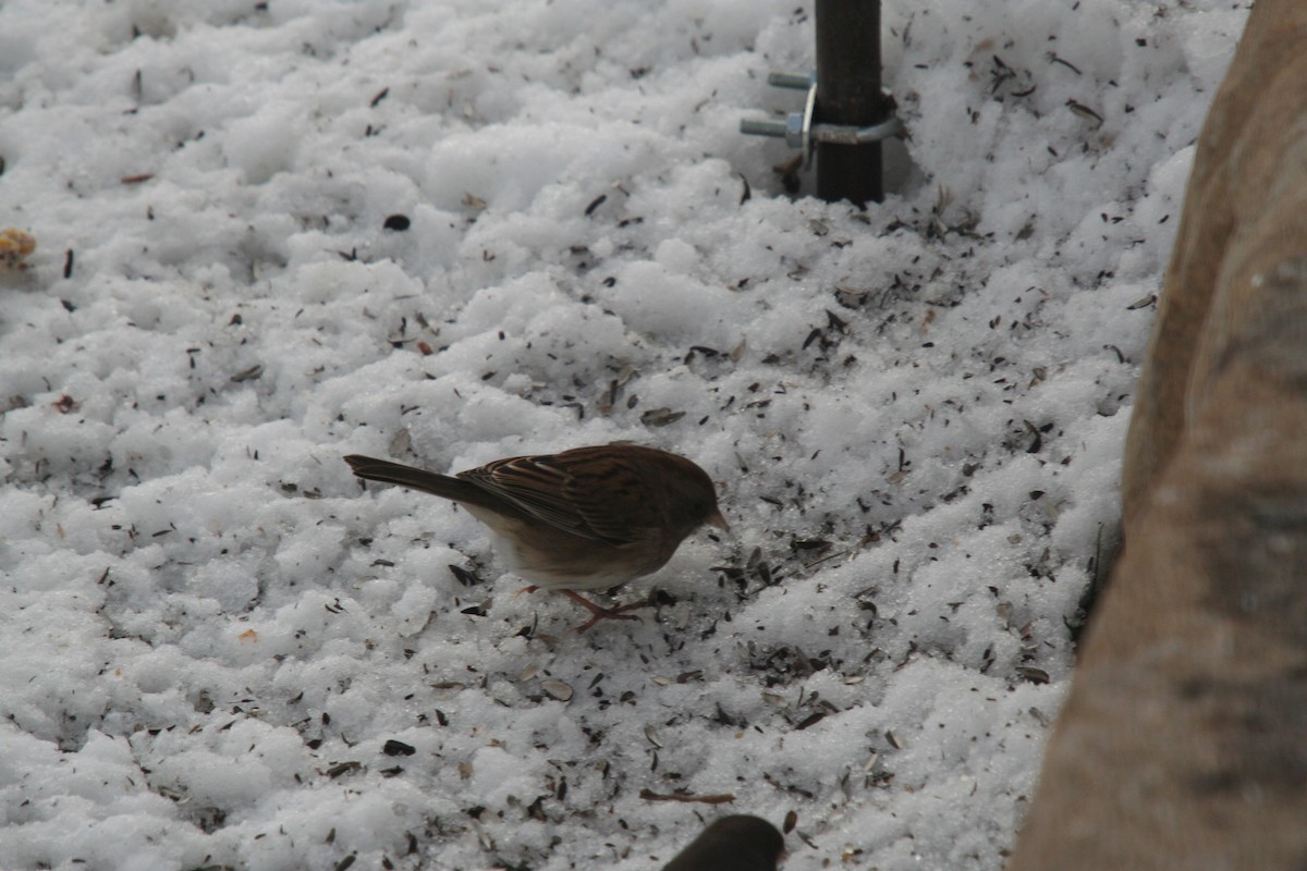 Dark-eyed Junco x White-throated Sparrow (hybrid) - ML632223709