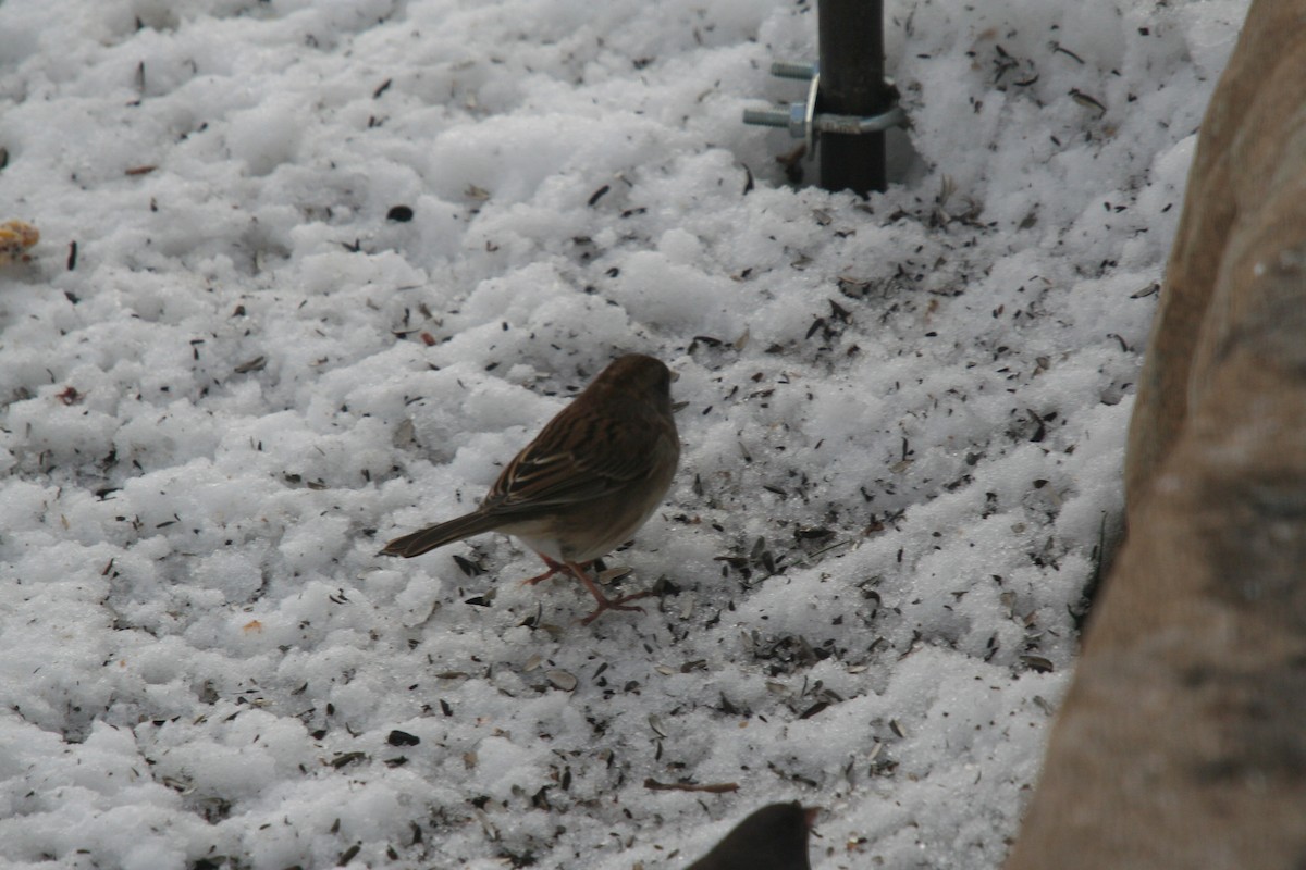 Dark-eyed Junco x White-throated Sparrow (hybrid) - ML632223710