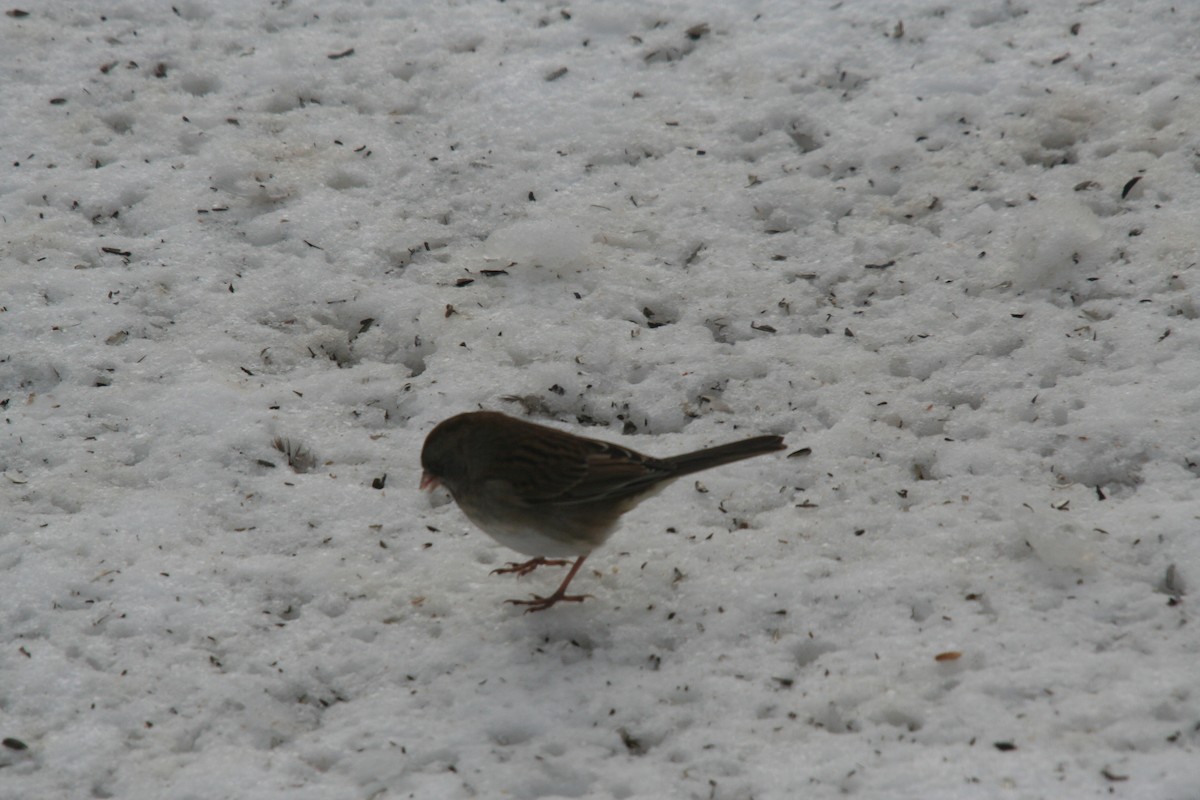 Dark-eyed Junco x White-throated Sparrow (hybrid) - ML632223711