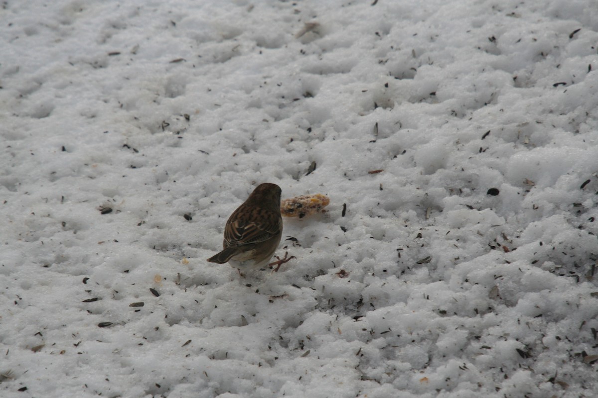 Dark-eyed Junco x White-throated Sparrow (hybrid) - ML632223712